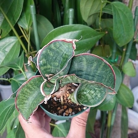 no.2 Sansevieria sp. Mafinga Tanzania Dragon サンスベリア ドラゴンウィング