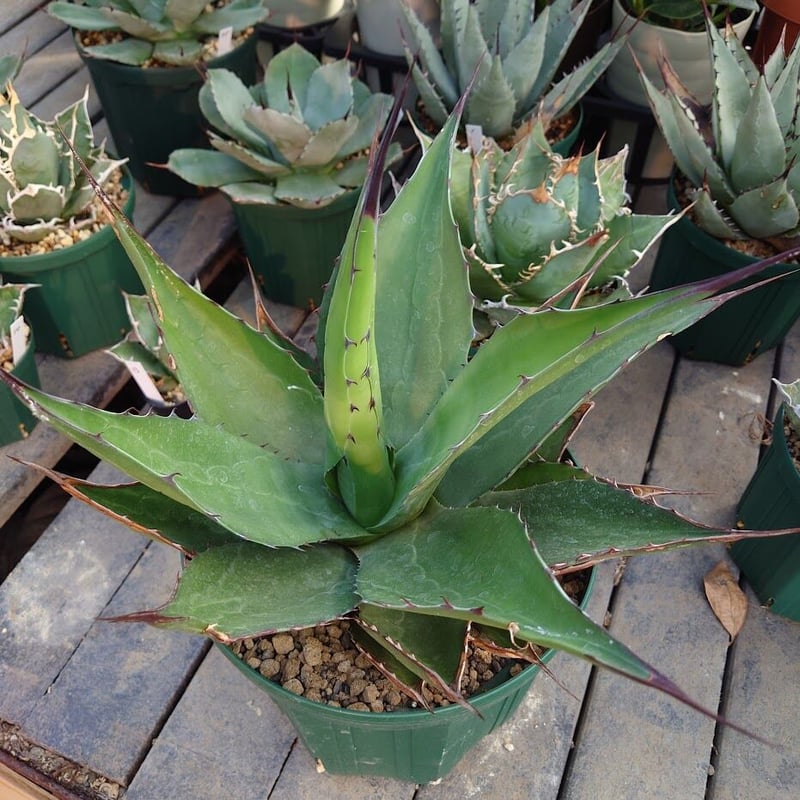 アガベ ジェントリー ジョーズ agave gentryi 