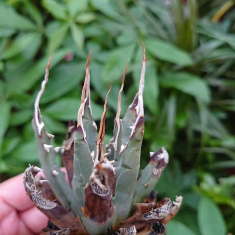 アガベ ユタエンシス ネバデンシス YN4 Agave uthaensis var. nevadensis