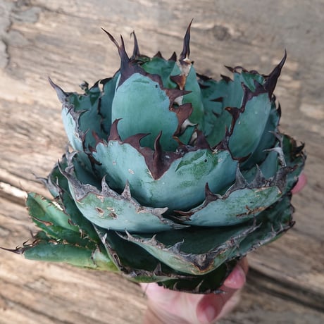 選抜　子株付　ブラックアンドブルー　コンパクト　良形　BB　チタノタ アガベ チタノタ ブラックアンドブルー/bb-27 | アガベ専門店