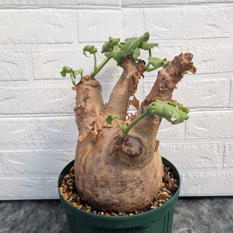 キフォステンマ マクロプス 6 Cyphostemma uter macropus 【発根済】