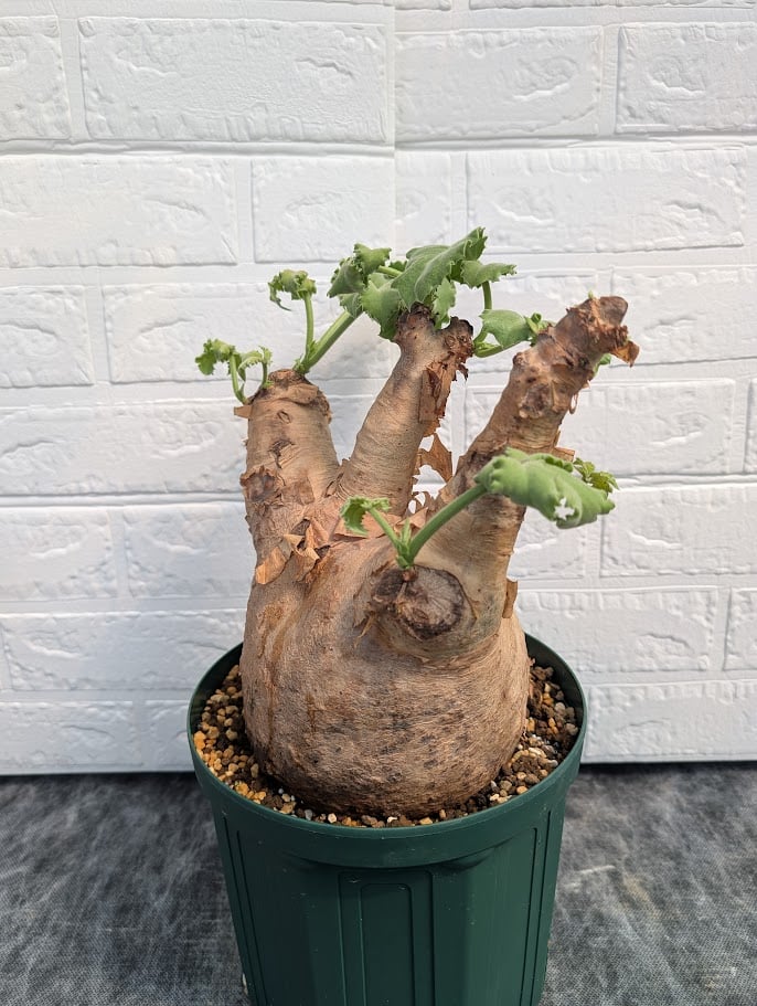 キフォステンマ マクロプス 6 Cyphostemma uter macropus 【発根済】