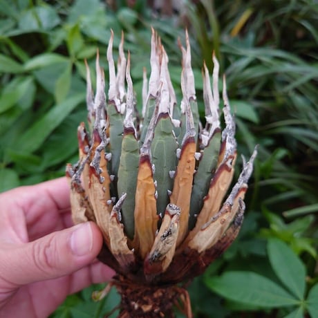 アガベ ユタエンシス ネバデンシス YN23 Agave uthaensis var. nevadensis