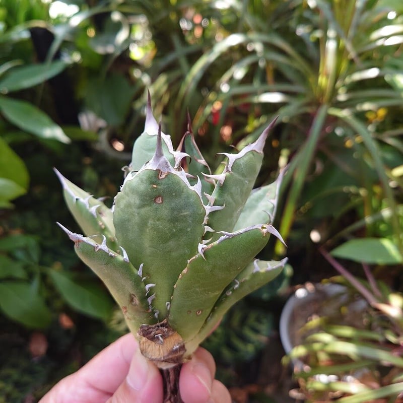 アガベ チタノタ オアハカ Agave titanota Oaxaca 18 楽天市場】agave titanota oaxaca アガベ チタノタ オアハカ