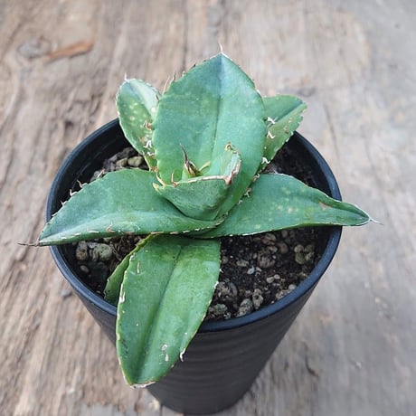 no.6 アガベ チタノタ Agave titanota 【送料全国一律500円】