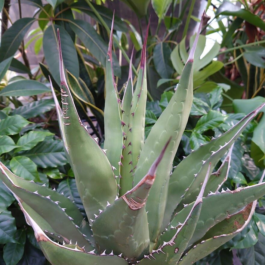 らいぽん　アガベ ジェントリー ジョーズAgave gentryi ‘Ja アガベ ジェントリー ジョーズ agave gentryi 