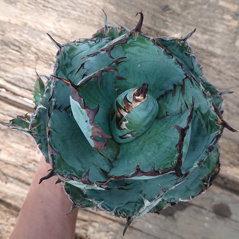 GIRUVI Agave Black&Blue アガベ ブラックアンドブルー アガベ チタノタ ブラックアンドブルー Agave titanota black