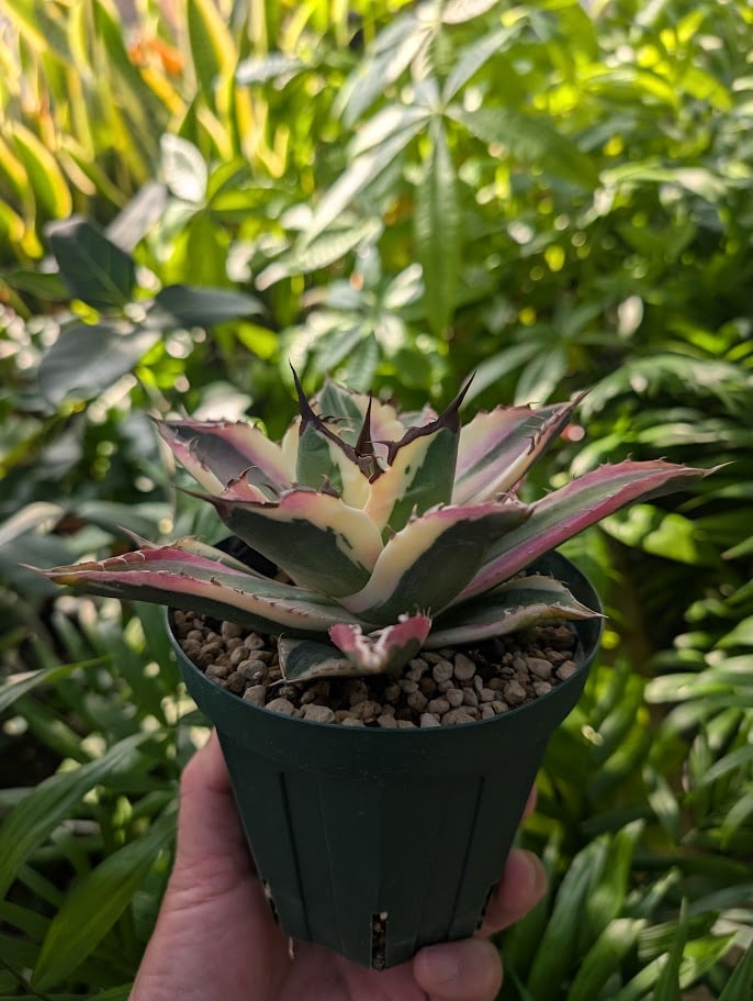 アガベ チタノタ スナグルトゥース ST14 | Mellow Yard