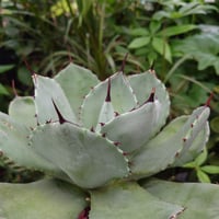 no.1 アガベ パリー トランカータ agave parryi truncata 【発根