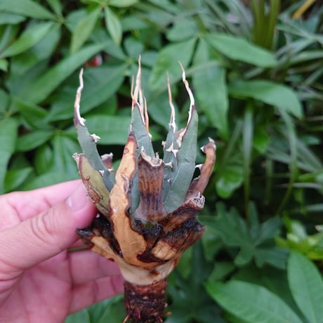 アガベ ユタエンシス ネバデンシス YN4 Agave uthaensis var. nevadensis