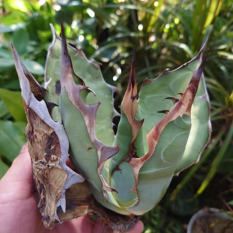 アガベ チタノタ オアハカ Agave titanota Oaxaca 16