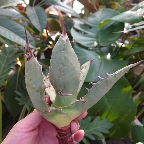 アガベ チタノタ オアハカ Agave titanota Oaxaca 10