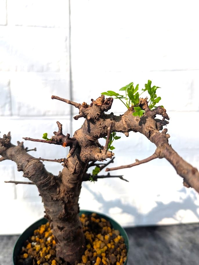 も*ま様 コミフォラ ボラネンシス Commiphora Boranensis fit=scale-down,w=1200