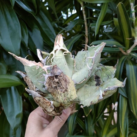 アガベ チタノタ オアハカ Agave titanota Oaxaca 1