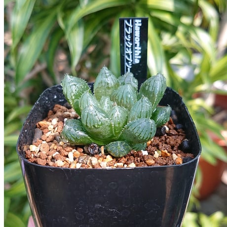 多肉植物 ハオルチア ブラック オブツーサ