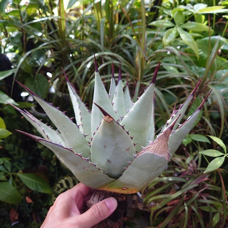 アガベ パリー ネオメキシカーナ agave prryi ssp.neomexicana 2
