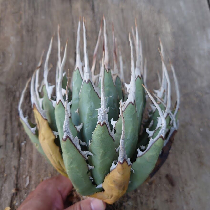 アガベ ユタエンシス ネバデンシス 1 Agave uthaensis var