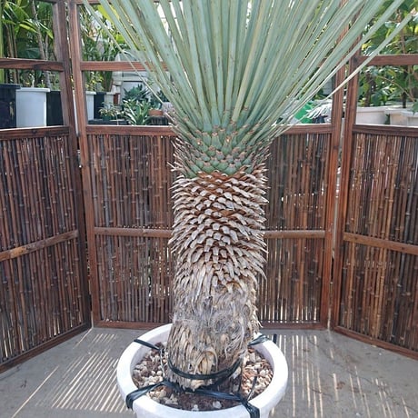 1. ユッカ ロストラータ yucca rostrata