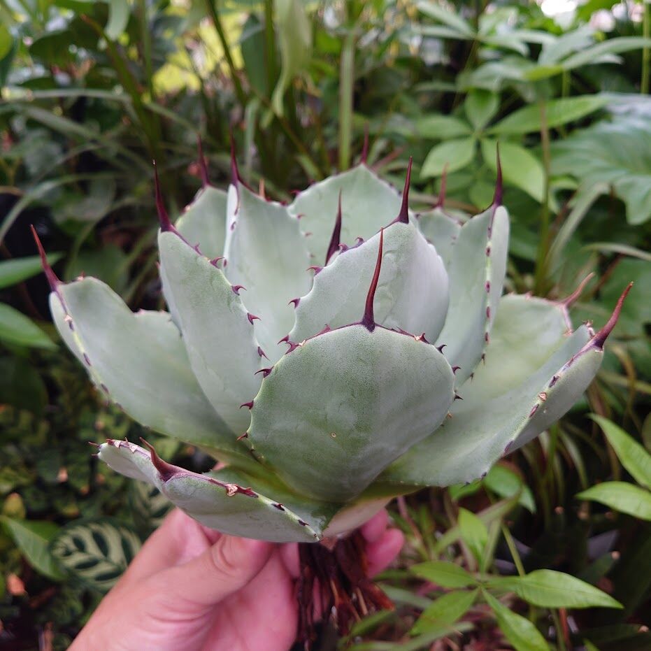 アガベ パリー トランカータ agave parryi truncata P4 | Mello