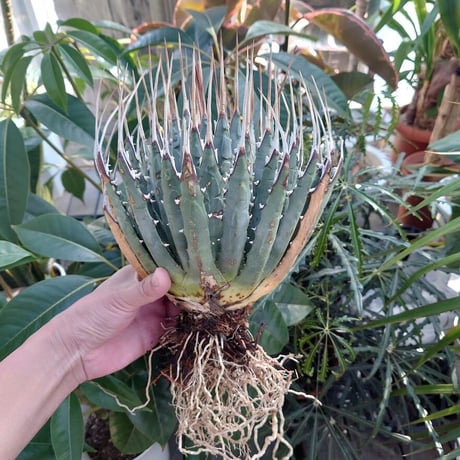 アガベ ユタエンシス ネバデンシス 11 Agave uthaensis var. nevadensis
