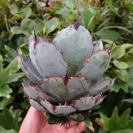 アガベ チタノタ ブラックアンドブルー Agave titanota black&blue BB3 美株