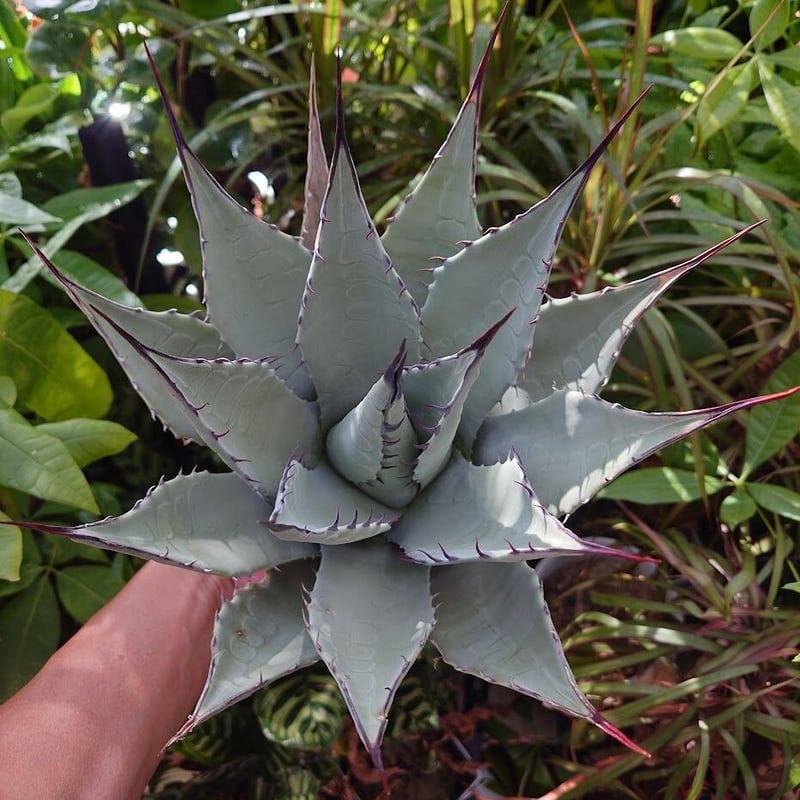 アガベ パリー ネオメキシカーナ agave prryi ssp.neomexicana 1 ...