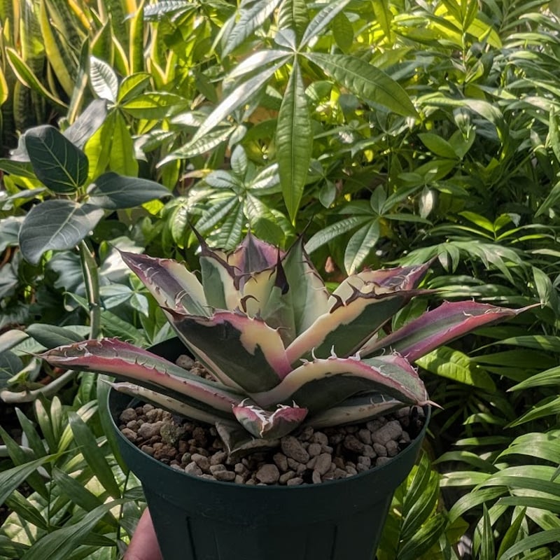 【まとめ売り】スナグルトゥース、ブラックアンドブルー、ハデス)アガベ チタノタ アガベ チタノタ スナグルトゥース ST14 | Mellow Yard