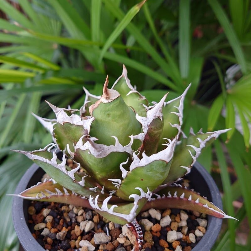 アガベ チタノタ レッドキャットウィーズル RW3 Agave titanota Redcat