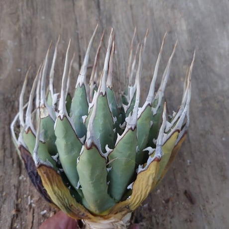 アガベ ユタエンシス ネバデンシス 1 Agave uthaensis var. nevadensis