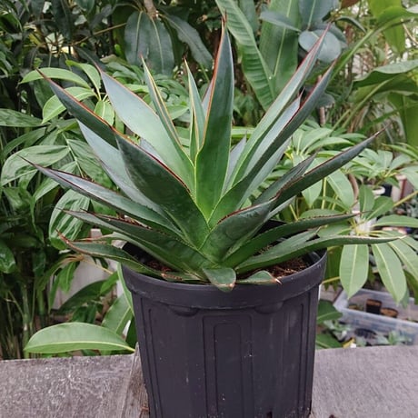 no.4 アガベ ブルーグロウ agave blue grow
