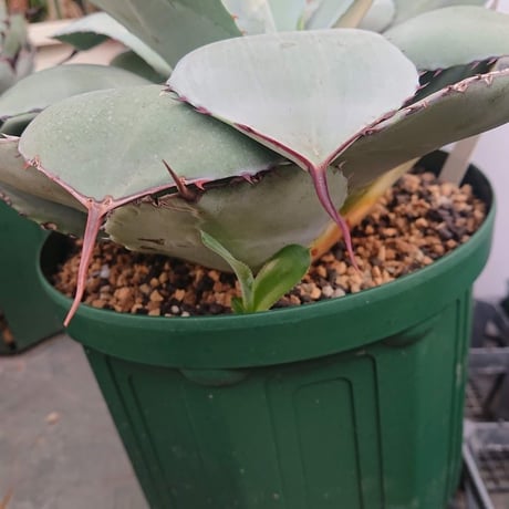 no.2 子株付き アガベ パリー トランカータ agave parryi truncata 【発根済】