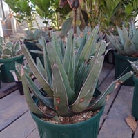 アガベ フェルディナンドレジス FR4 Agave ferdinandi regis 【訳あり】