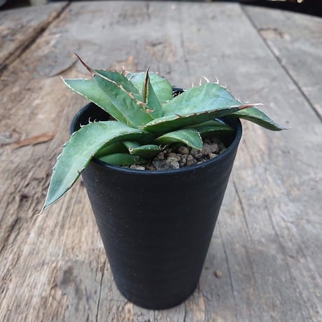 no.2 アガベ チタノタ Agave titanota 【送料全国一律500円】