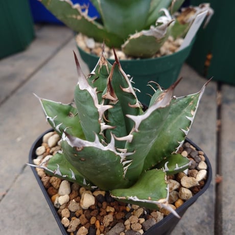 アガベ チタノタ オアハカ Agave titanota Oaxaca 18-