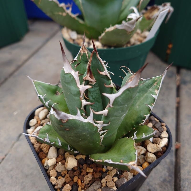 アガベ チタノタ オアハカ Agave titanota Oaxaca 12 | Mellow アガベ チタノタ オアハカ Agave titanota Oaxaca 12 | Mellow