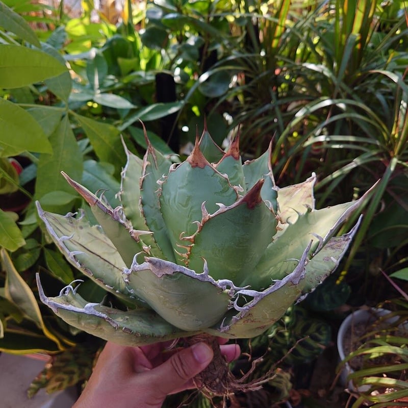 アガベ チタノタ オアハカ Agave titanota Oaxaca 20 | Mellow アガベ チタノタ オアハカ Agave titanota Oaxaca 20 | Mellow