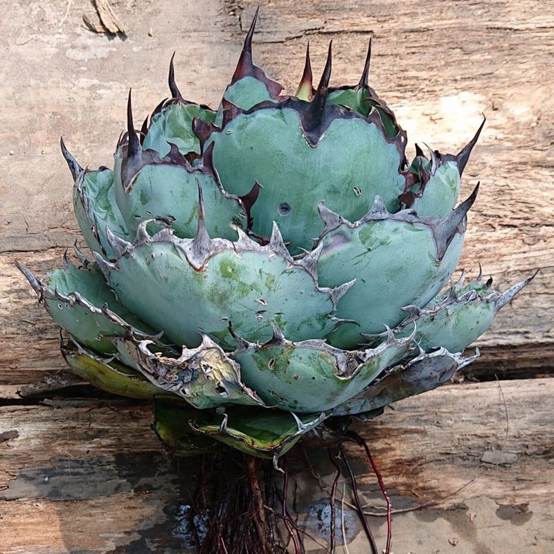 no.5 アガベ チタノタ ブラックアンドブルー Agave titanota black&b