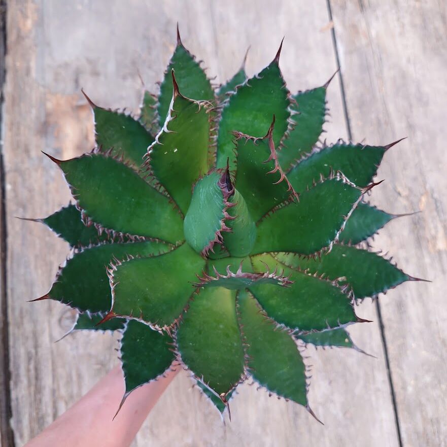アガベ ホリダ agave horrida 1 【大株・美株】 | Mellow Yard アガベ ホリダ agave horrida 1 【大株・美株】 | Mellow Yard