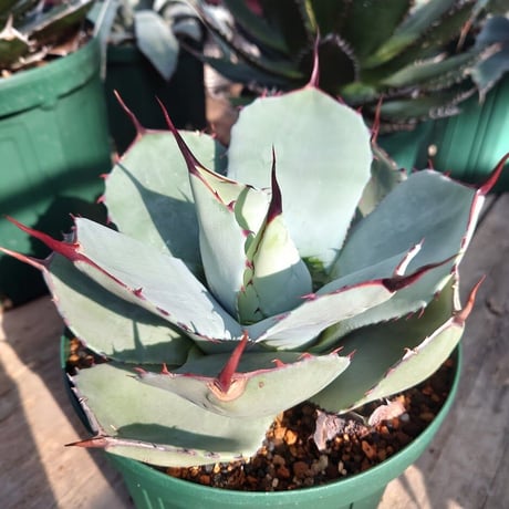 アガベ パリー トランカータ agave parryi truncata 1