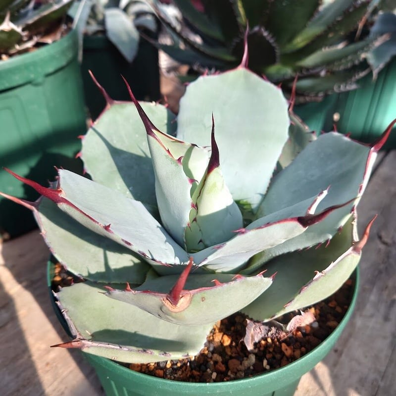 アガベ パリー トランカータ agave parryi truncata 1 | Mellow アガベ パリー トランカータ agave parryi truncata 1 | Mellow