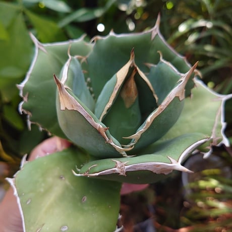 アガベ チタノタ オアハカ Agave titanota Oaxaca 13