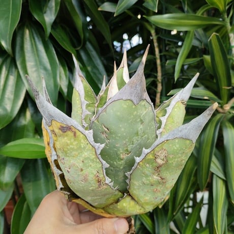 アガベ チタノタ オアハカ Agave titanota Oaxaca 6