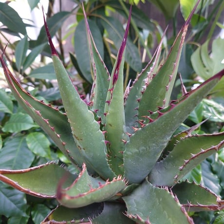 アガベ ジェントリー ジョーズ agave gentryi "Jaws" J1 【訳あり】
