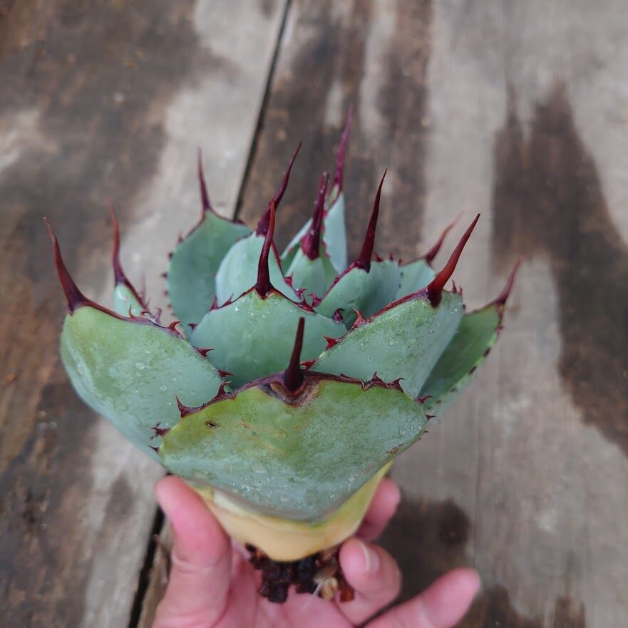 アガベ パリー トランカータ ラスト1株 agave parryi truncata 2 |