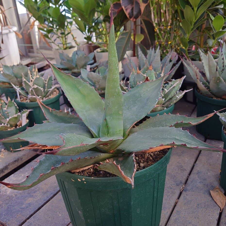 アガベ ジェントリー ジョーズ agave gentryi