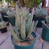 アガベ フェルディナンドレジス FR1 Agave ferdinandi regis 【訳あり】