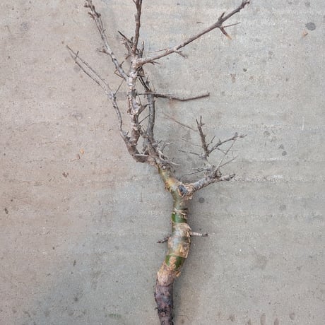 コミフォラ ピンネイトリーブス 1 Commiphora pinnate leaves
