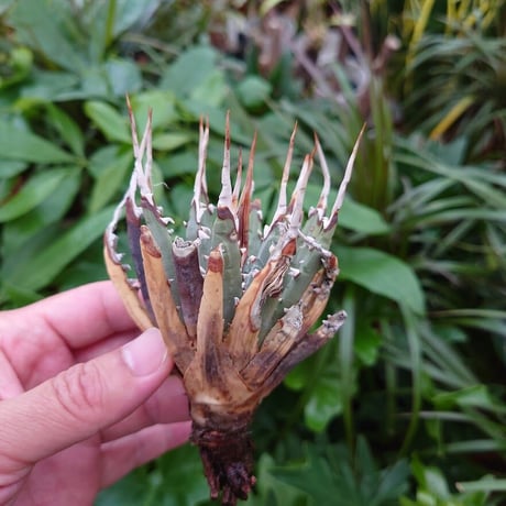 アガベ ユタエンシス ネバデンシス YN3 Agave uthaensis var. nevadensis