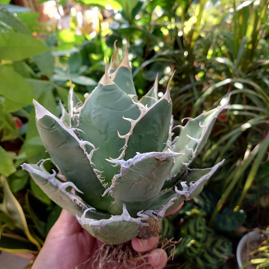 アガベ チタノタ オアハカ Agave titanota Oaxaca 18 | Mellow