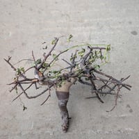 コミフォラ カタフ 3 （ピュアカタフ） Commiphora kataf